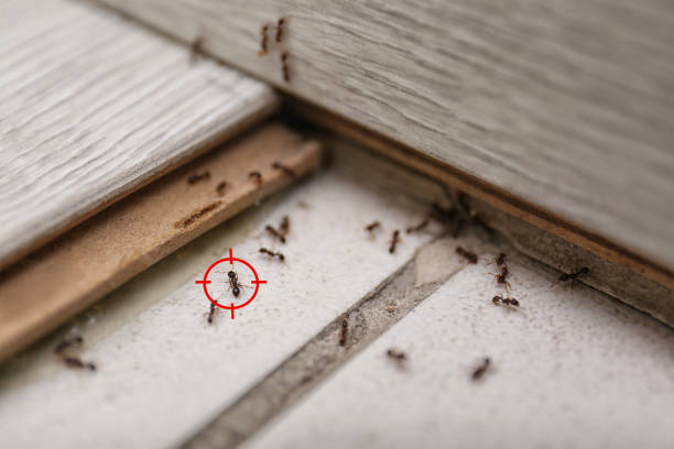 Best Pest Removal Services  in Mount Holly, NC