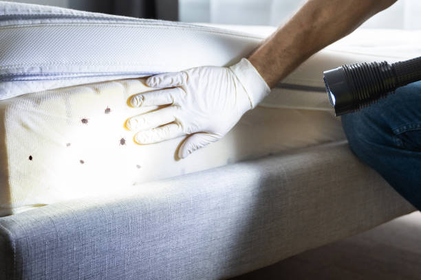 Best Rat Extermination Near Me  in Mount Holly, NC